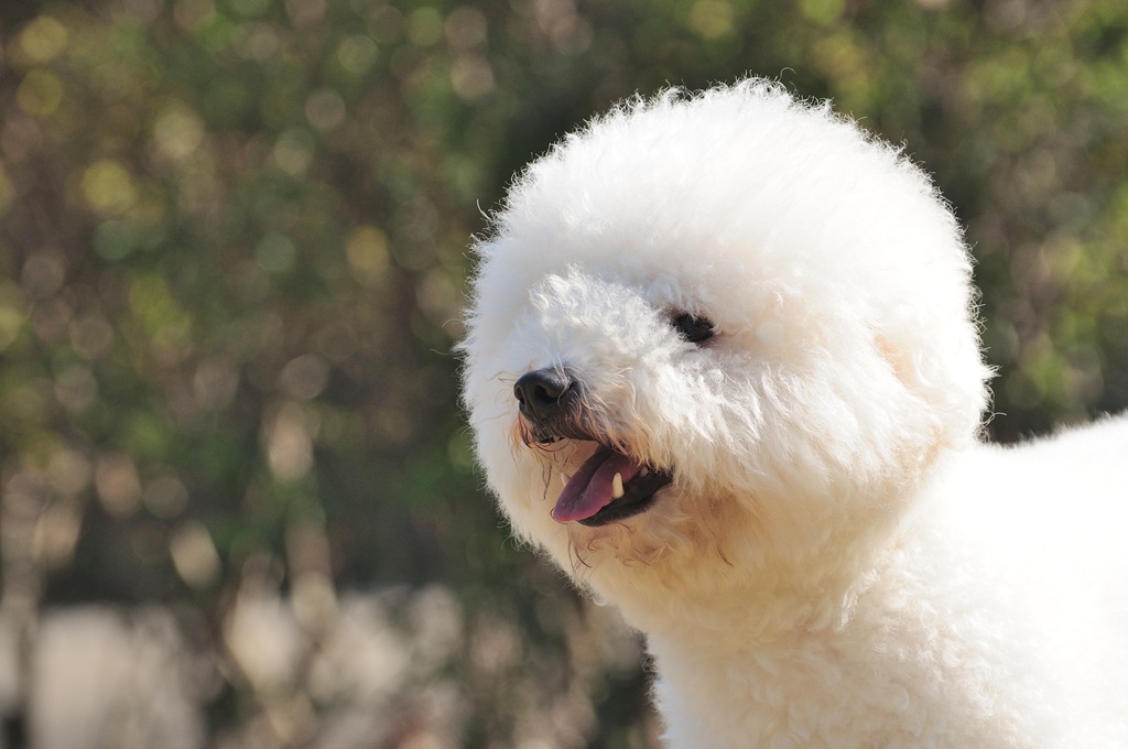 比熊犬美容后毛发蓬松